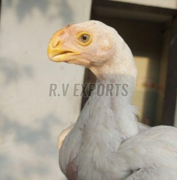 Aseel Chicken