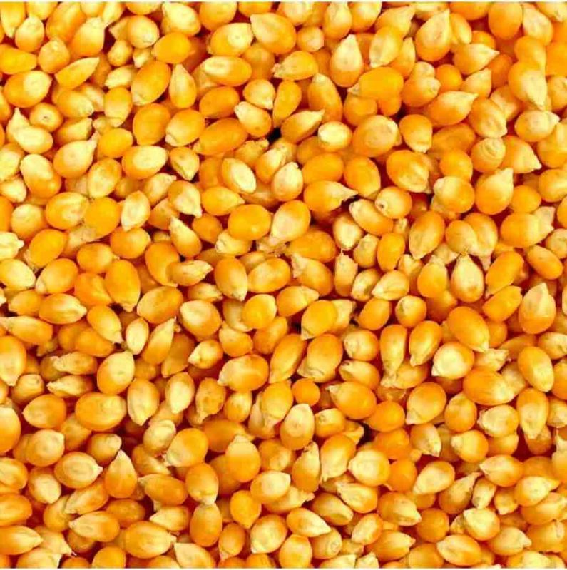 Dried Sweet Corn