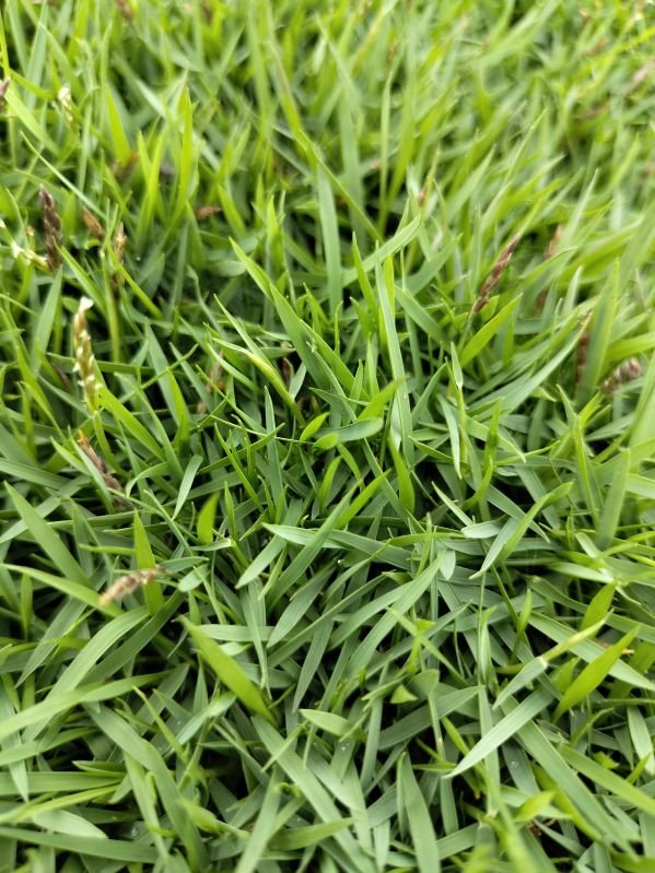 Green Mexican Grass