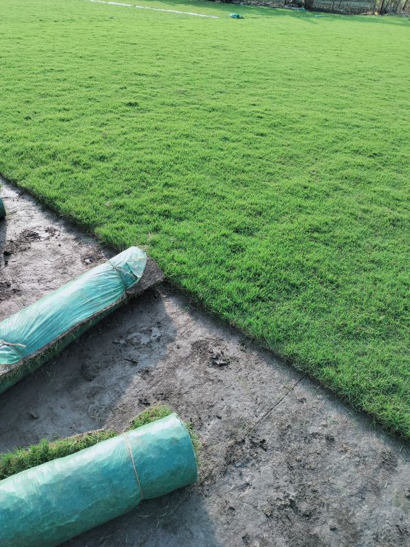 Selection Number 1 Grass