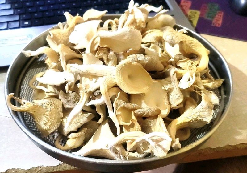 Dry Oyster Mushroom
