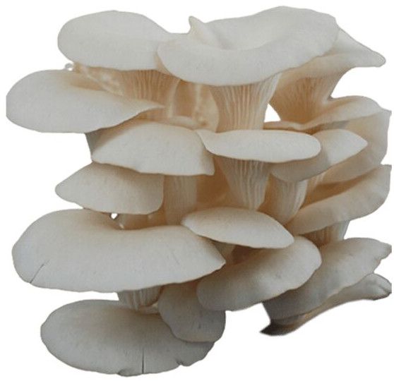 Fresh Oyster Mushroom