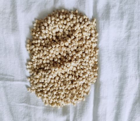 Sorghum Seeds