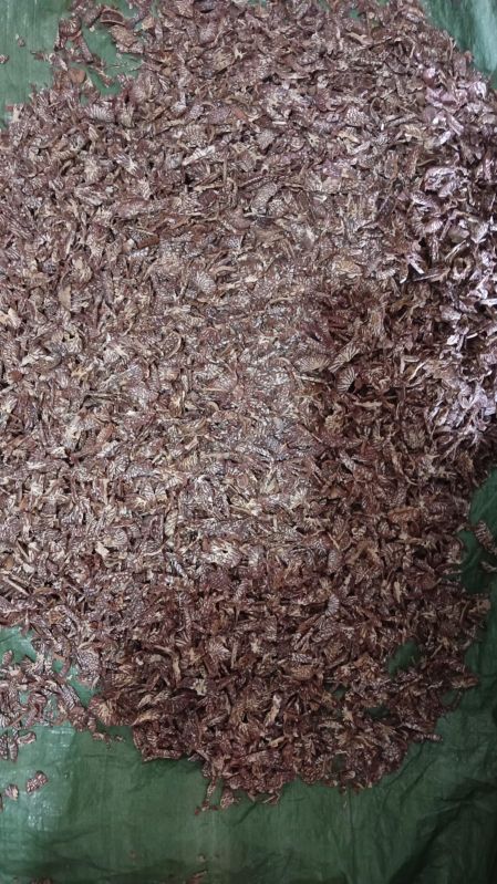 Mora Areca Nuts