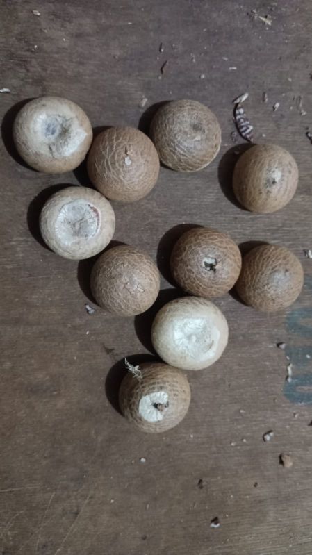 Moti Areca Nuts