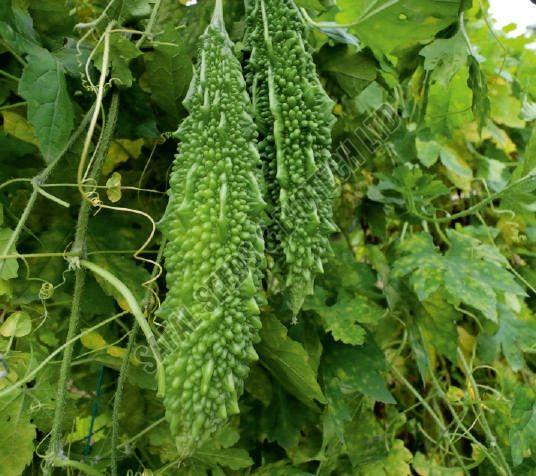 F1-Ajuba Bitter Gourd Seeds