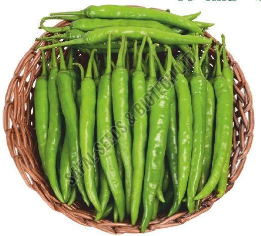 F1-Alia Chilli Seeds