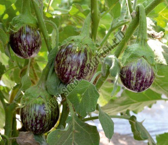 F1-Aman Brinjal Seeds