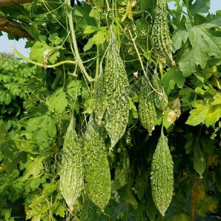 F1 Amrapali Bitter Gourd Seeds