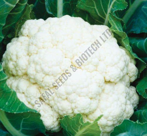 F1-Apsara Cauliflower Seeds