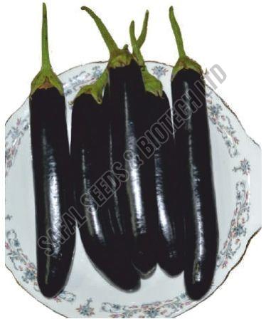 F1-Disha Brinjal Seeds