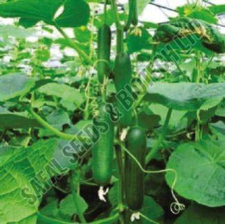 F1-Green Queen Cucumber Seeds