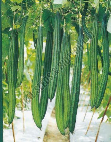 F1-Nagina Ridge Gourd Seeds