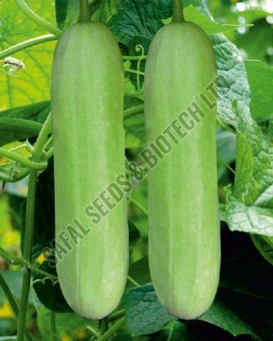 F1-Nandani Cucumber Seeds