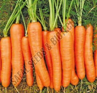 F1-Prince Carrot Seeds