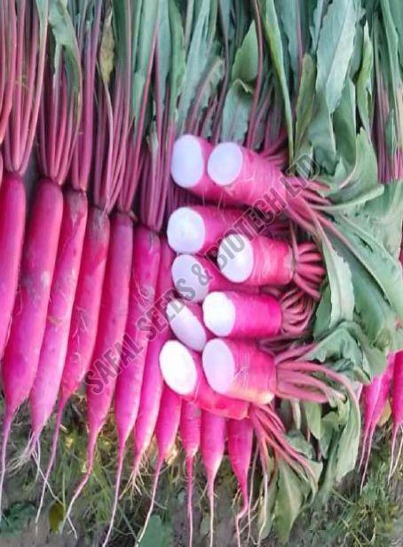 F1-Red Passion Radish Seeds