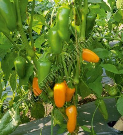 F1-SBB-11 Capsicum Seeds