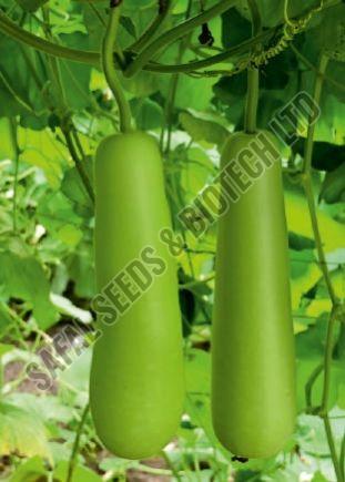F1-Sharad Bottle Gourd Seeds