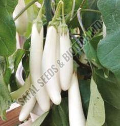 F1-Shiva Brinjal Seeds