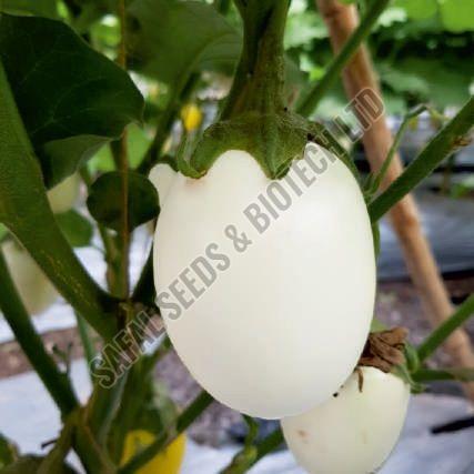 F1-Shivam Brinjal Seeds