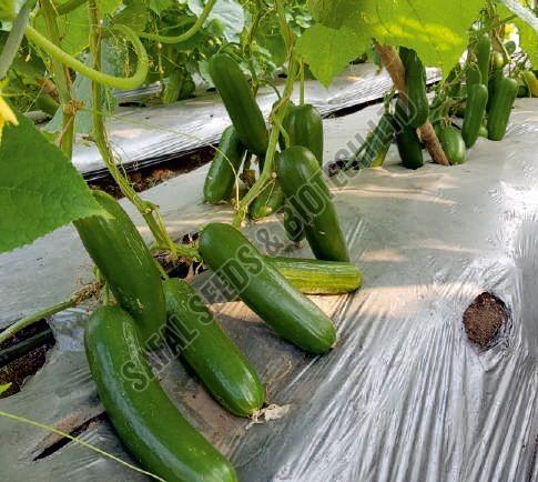 F1-Sofia Cucumber Seeds
