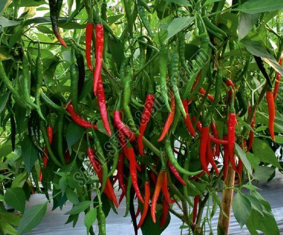 F1-SSB 170 Chilli Seeds