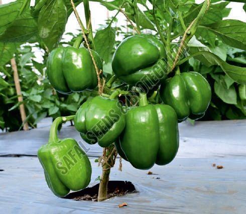 F1-SSB 291 Capsicum Seeds