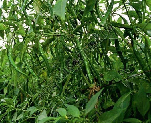 F1-SSB 328 Chilli Seeds
