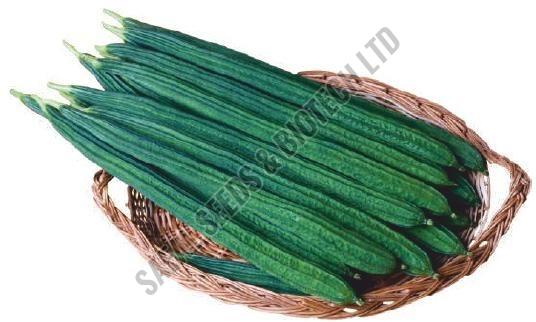 F1-SSB 334 Ridge Gourd Seeds
