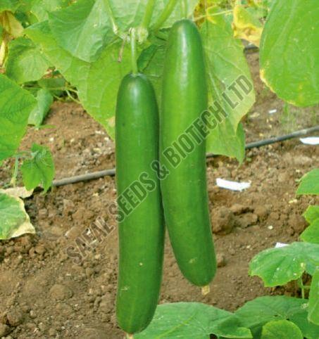 F1-SSB 472 Cucumber Seeds
