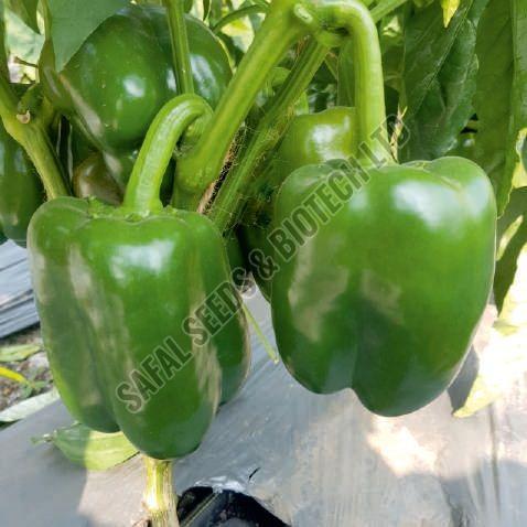 F1-SSB 475 Capsicum Seeds