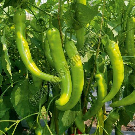 F1-SSB 685 Capsicum Seeds