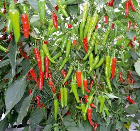 F1-SSB 756 Chilli Seeds