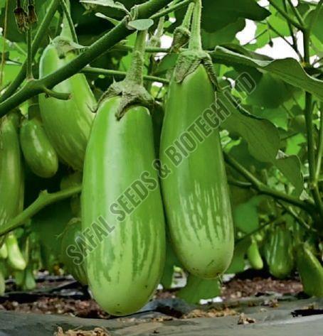 F1-SSB 766 Brinjal Seeds