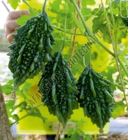 F1-SSB 785 Bitter Gourd Seeds
