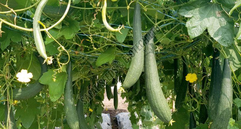 F1-SSB 787 Ridge Gourd Seeds