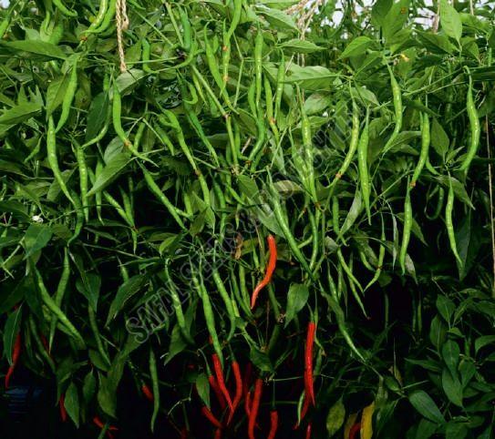 F1 SSB 807 Chilli Seeds