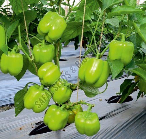 F1-SSB 847 Capsicum Seeds