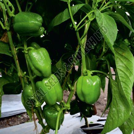 F1-SSB 880 Capsicum Seeds