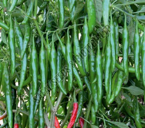 F1-Supriya Chilli Seeds