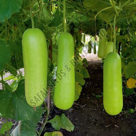 F1-Vikrant Bottle Gourd Seeds