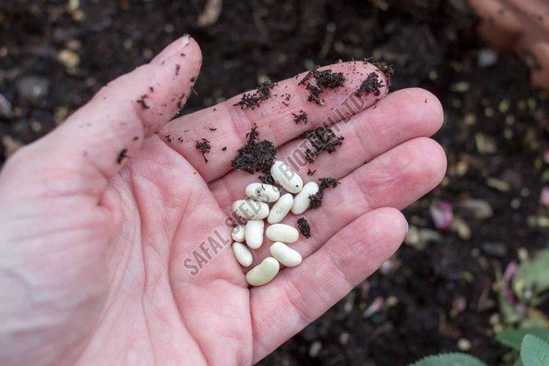 Open Pollinated Seeds