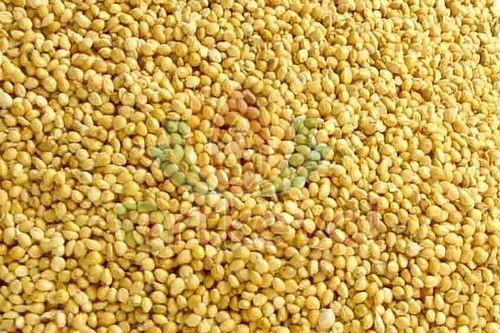 Foxtail Millet Seeds