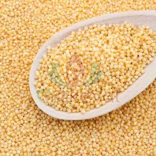 Little Millet Seeds