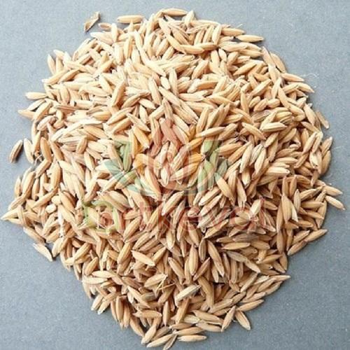 Paddy Rice