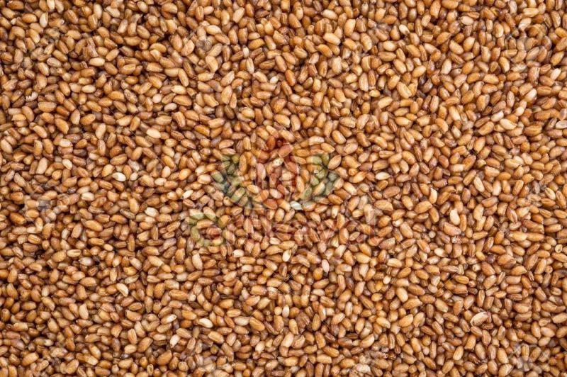 Teff Seeds