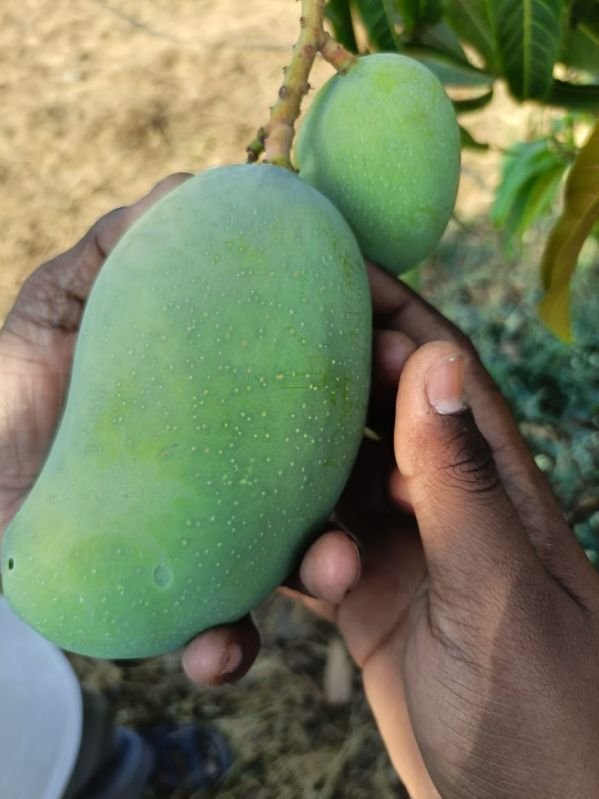 A Grade Fresh Mango