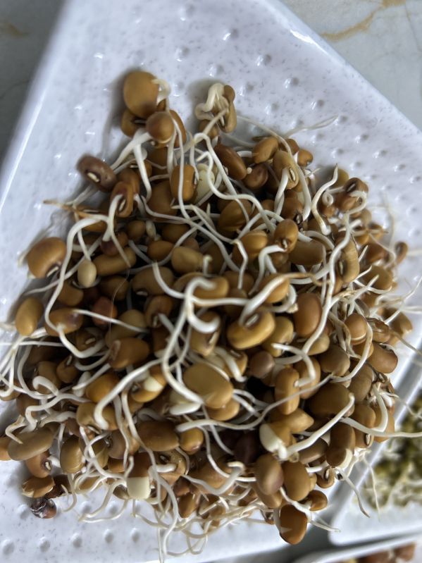 Organic Cowpeas Sprouts