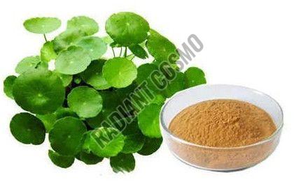 Bacopa Monnieri Extract