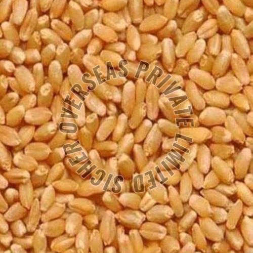Sharbati Wheat